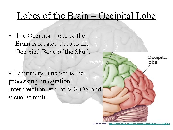 Lobes of the Brain – Occipital Lobe • The Occipital Lobe of the Brain