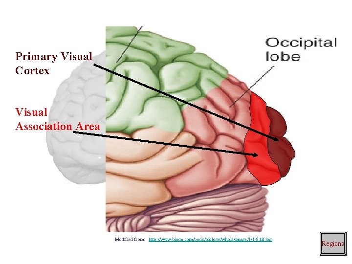 Primary Visual Cortex Visual Association Area Modified from: http: //www. bioon. com/book/biology/whole/image/1/1 -8. tif.