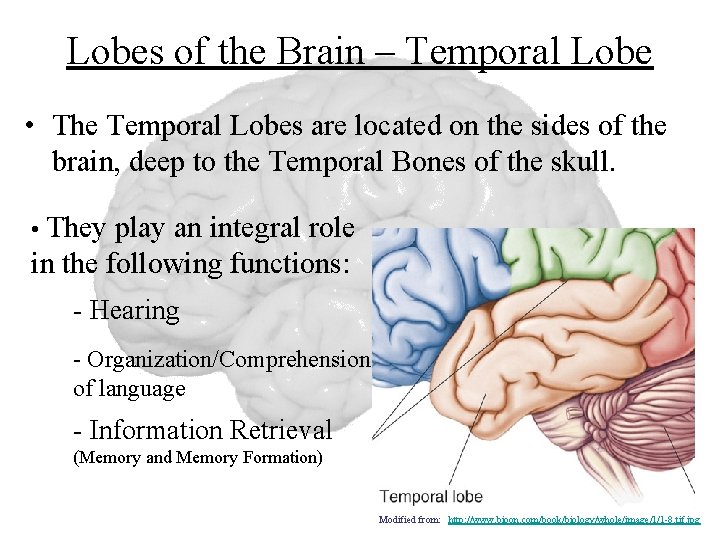 Lobes of the Brain – Temporal Lobe • The Temporal Lobes are located on