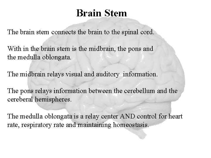 Brain Stem The brain stem connects the brain to the spinal cord. With in