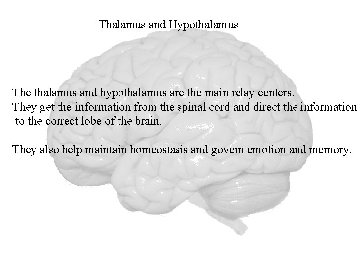 Thalamus and Hypothalamus The thalamus and hypothalamus are the main relay centers. They get