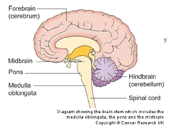 Cerebellum The cerebellum lies at the back of the brain under the cerebral hemispheres.