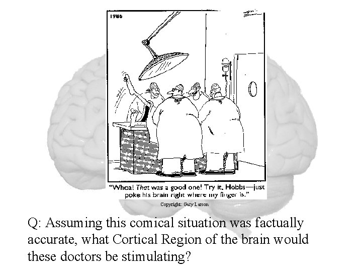 Copyright: Gary Larson Q: Assuming this comical situation was factually accurate, what Cortical Region