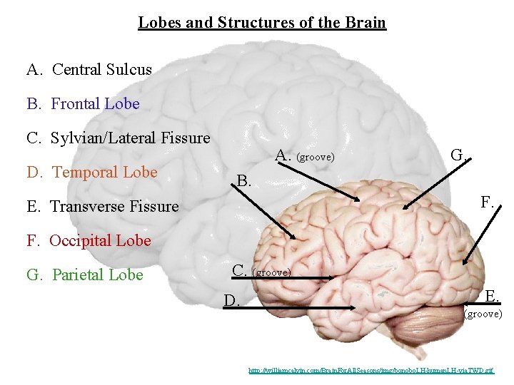 Lobes and Structures of the Brain A. Central Sulcus B. Frontal Lobe C. Sylvian/Lateral