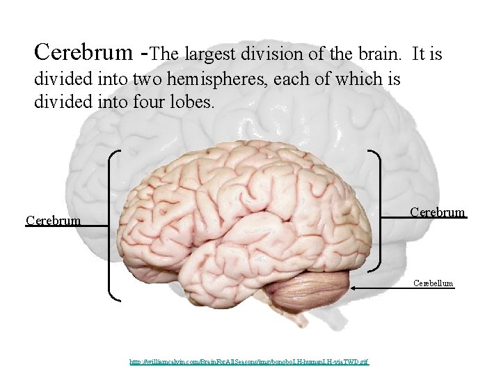 Cerebrum -The largest division of the brain. It is divided into two hemispheres, each