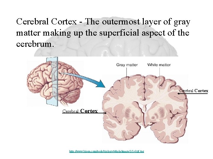 Cerebral Cortex - The outermost layer of gray matter making up the superficial aspect