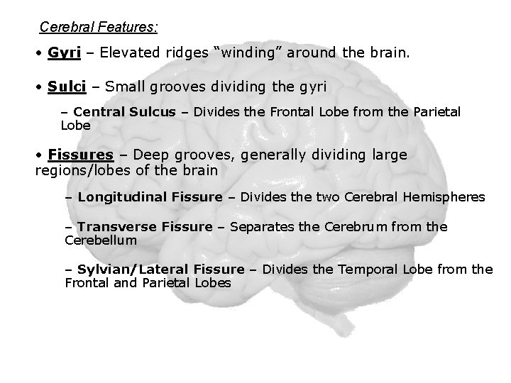 Cerebral Features: • Gyri – Elevated ridges “winding” around the brain. • Sulci –
