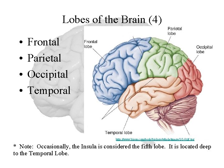 Lobes of the Brain (4) • • Frontal Parietal Occipital Temporal http: //www. bioon.