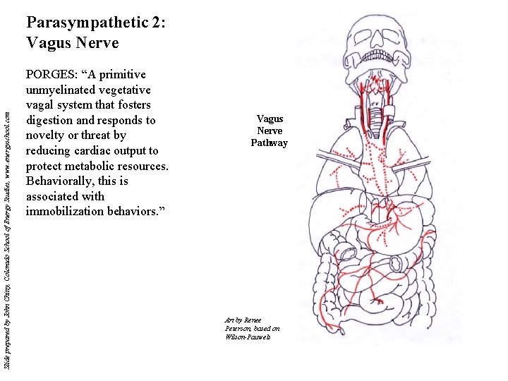 Slide prepared by John Chitty, Colorado School of Energy Studies, www. energyschool. com Parasympathetic