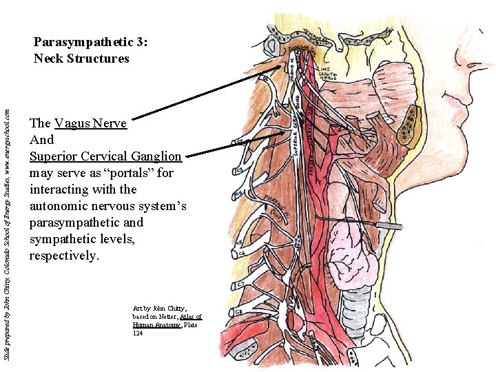 Slide prepared by John Chitty, Colorado School of Energy Studies, www. energyschool. com Parasympathetic