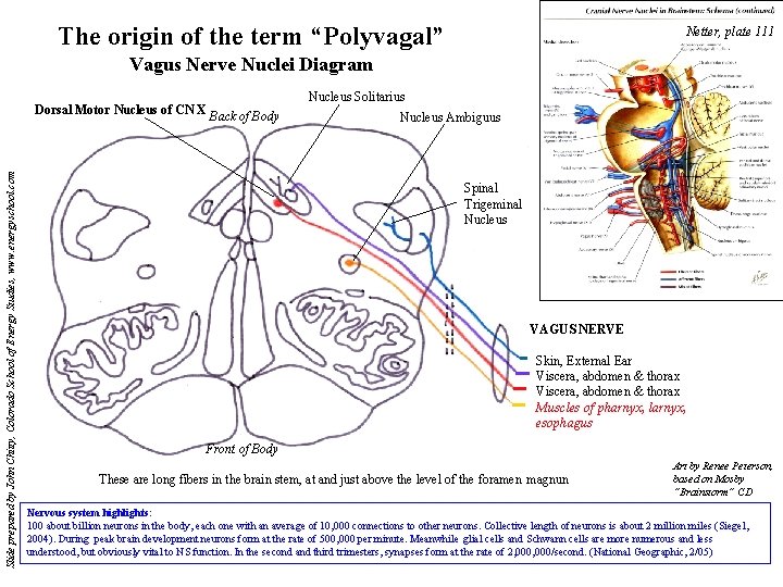 The origin of the term “Polyvagal” Netter, plate 111 Vagus Nerve Nuclei Diagram Slide