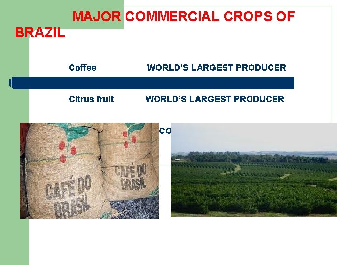  MAJOR COMMERCIAL CROPS OF BRAZIL Coffee WORLD’S LARGEST PRODUCER Citrus fruit WORLD’S LARGEST