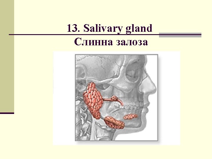 13. Salivary gland Слинна залоза 