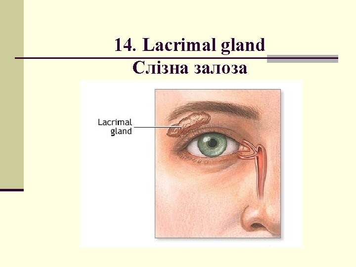 14. Lacrimal gland Слізна залоза 