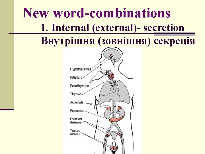 New word-combinations 1. Internal (external)- secretion Внутрішня (зовнішня) секреція 