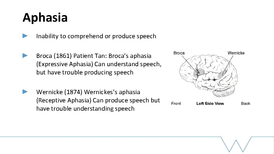 Aphasia Inability to comprehend or produce speech Broca (1861) Patient Tan: Broca’s aphasia (Expressive