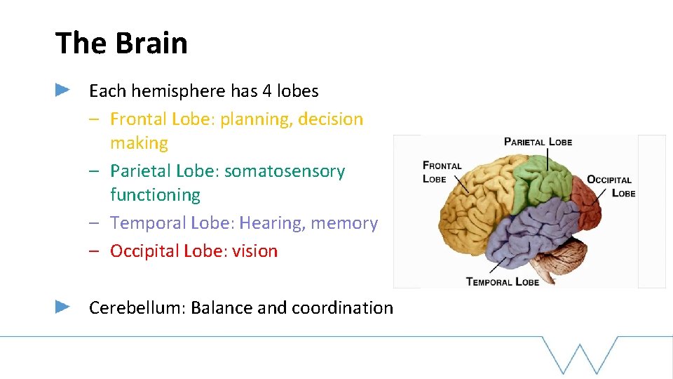 The Brain Each hemisphere has 4 lobes – Frontal Lobe: planning, decision making –