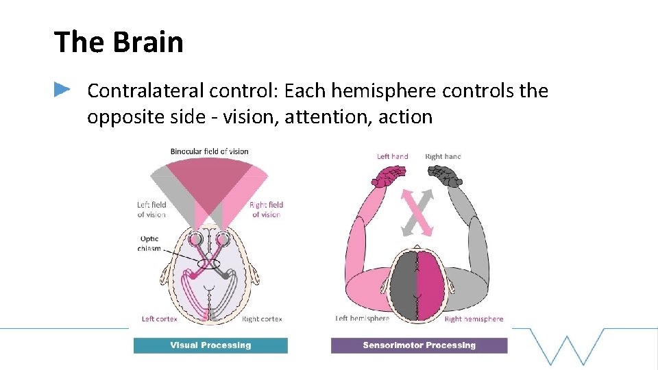 The Brain Contralateral control: Each hemisphere controls the opposite side - vision, attention, action