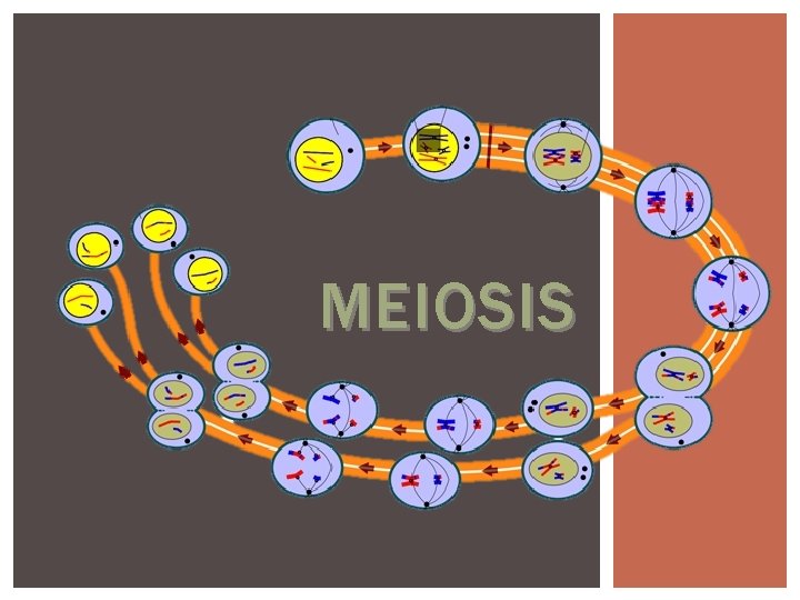 MEIOSIS 