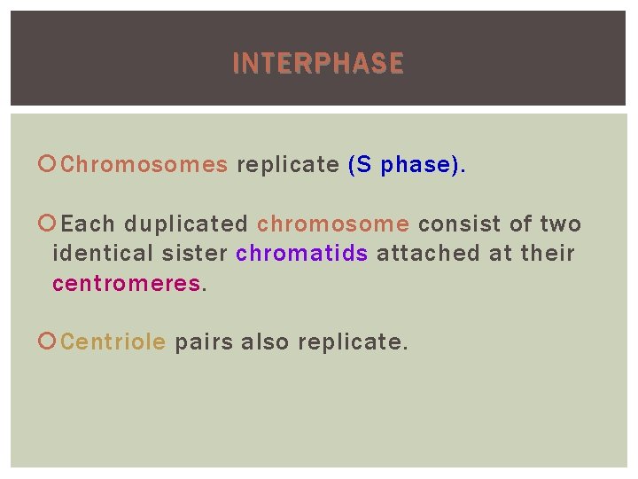 INTERPHASE Chromosomes replicate (S phase). Each duplicated chromosome consist of two identical sister chromatids