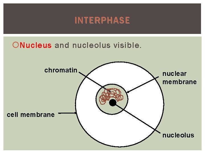 INTERPHASE Nucleus and nucleolus visible. chromatin nuclear membrane cell membrane nucleolus 