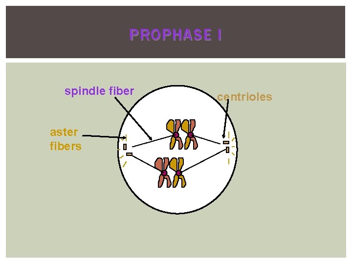 PROPHASE I spindle fiber aster fibers centrioles 