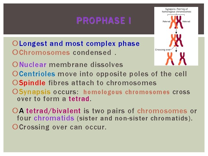 PROPHASE I Longest and most complex phase Chromosomes condensed. N uclear membrane dissolves Centrioles