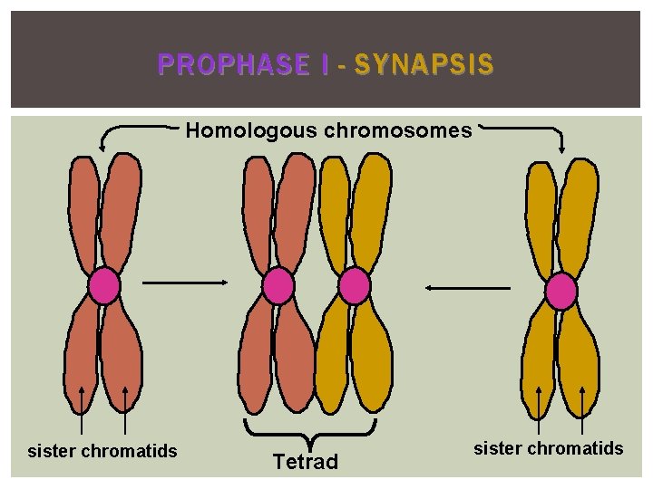 PROPHASE I - SYNAPSIS Homologous chromosomes sister chromatids Tetrad sister chromatids 