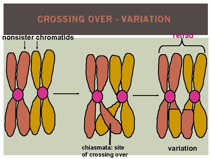 CROSSING OVER - VARIATION Tetrad nonsister chromatids chiasmata: site of crossing over variation 