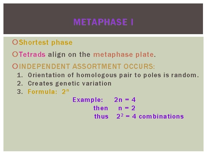 METAPHASE I Shortest phase Tetrads align on the metaphase plate INDEPENDENT ASSORTMENT OCCURS: 1. METAPHASE I Shortest phase Tetrads align on the metaphase plate INDEPENDENT ASSORTMENT OCCURS: 1.