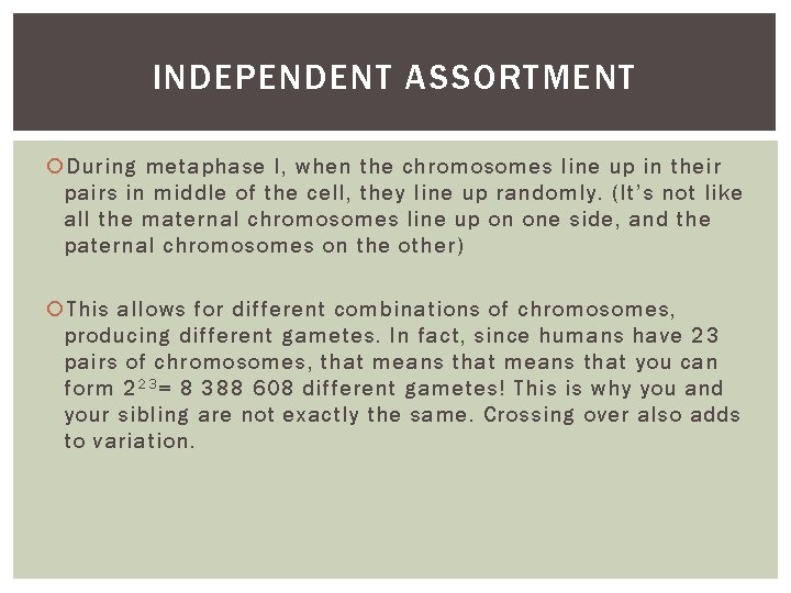 INDEPENDENT ASSORTMENT During metaphase I, when the chromosomes line up in their pairs in