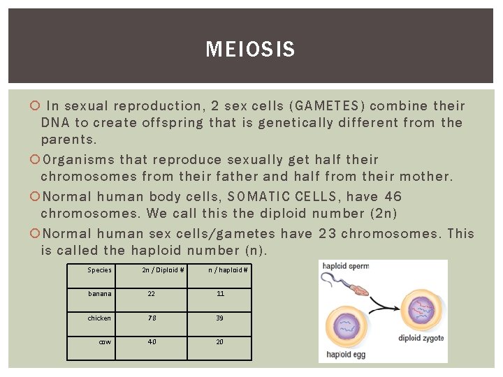 MEIOSIS In sexual reproduction, 2 sex cells (GAMETES) combine their DNA to create offspring