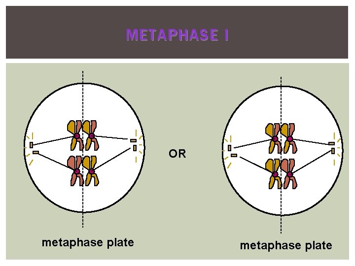 METAPHASE I OR metaphase plate 