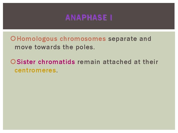 ANAPHASE I Homologous chromosomes separate and move towards the poles. Sister chromatids remain attached