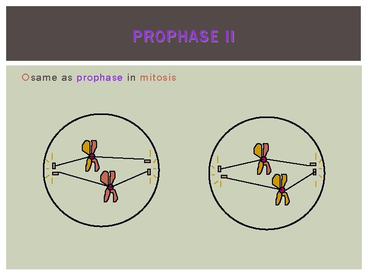 PROPHASE II same as prophase in mitosis 