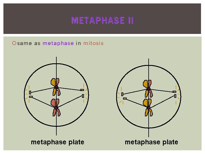 METAPHASE II same as metaphase in mitosis metaphase plate METAPHASE II same as metaphase in mitosis metaphase plate