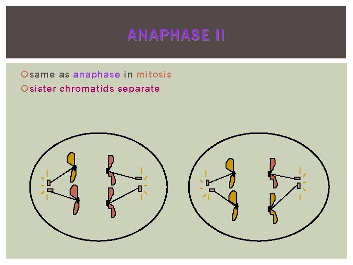 ANAPHASE II same as anaphase in mitosis sister chromatids separate 