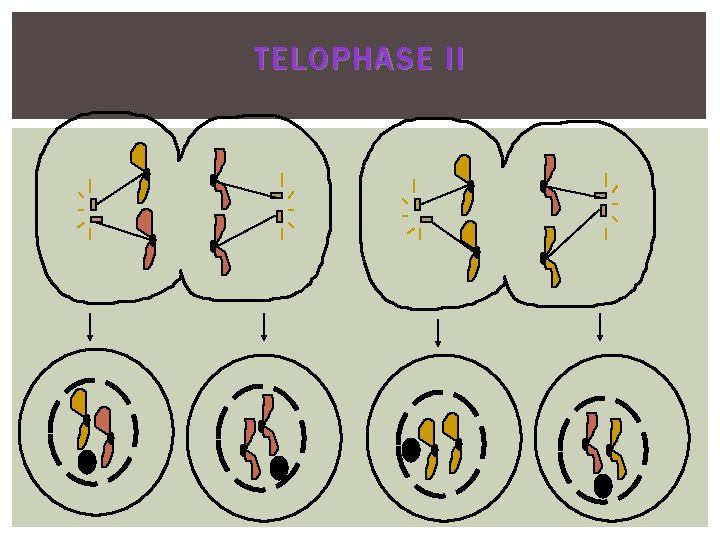 TELOPHASE II TELOPHASE II