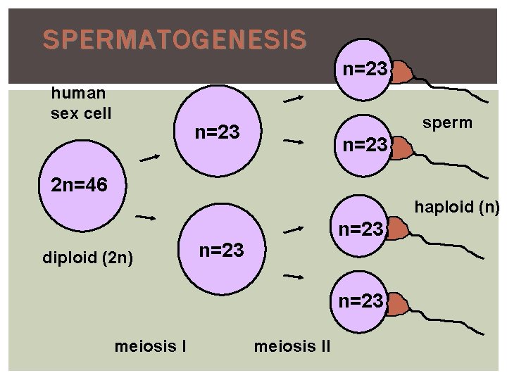 SPERMATOGENESIS n=23 human sex cell sperm n=23 2 n=46 haploid (n) diploid (2 n) SPERMATOGENESIS n=23 human sex cell sperm n=23 2 n=46 haploid (n) diploid (2 n)