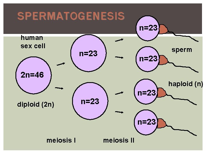 SPERMATOGENESIS n=23 human sex cell sperm n=23 2 n=46 haploid (n) diploid (2 n)