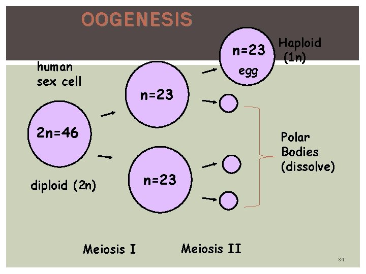 OOGENESIS n=23 human sex cell egg Haploid (1 n) n=23 2 n=46 diploid (2