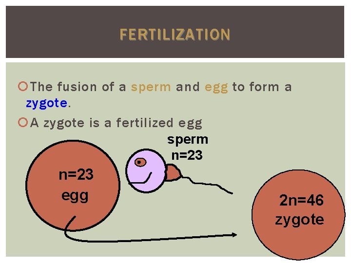 FERTILIZATION The fusion of a sperm and egg to form a zygote A zygote FERTILIZATION The fusion of a sperm and egg to form a zygote A zygote