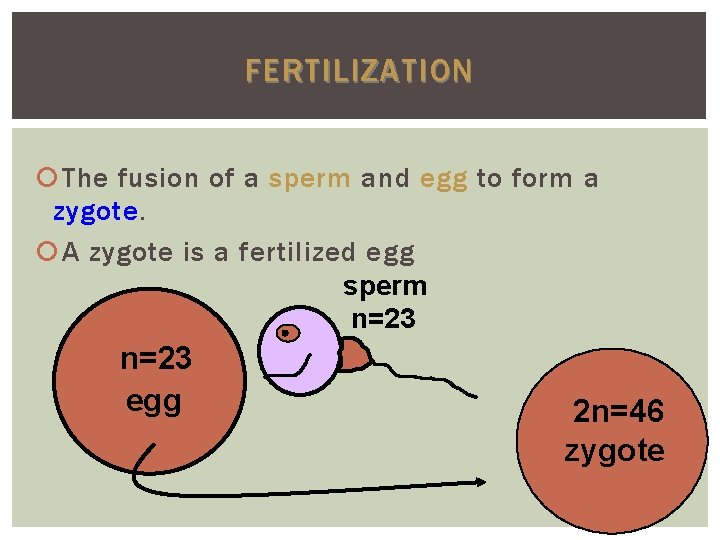 FERTILIZATION The fusion of a sperm and egg to form a zygote A zygote