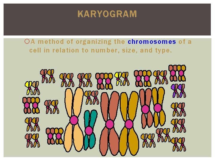 KARYOGRAM A method of organizing the chromosomes of a cell in relation to number, KARYOGRAM A method of organizing the chromosomes of a cell in relation to number,