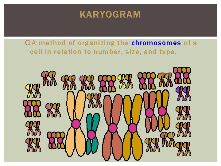 KARYOGRAM A method of organizing the chromosomes of a cell in relation to number,