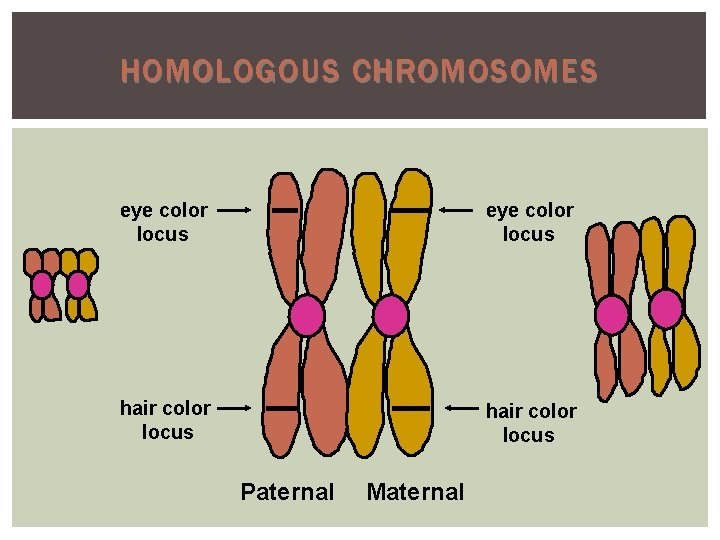 HOMOLOGOUS CHROMOSOMES eye color locus hair color locus Paternal Maternal 