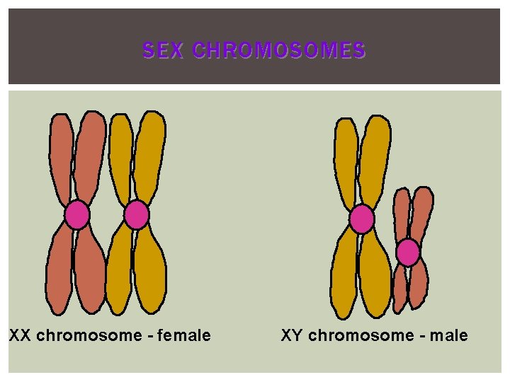 SEX CHROMOSOMES XX chromosome - female XY chromosome - male 