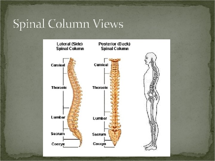 Spinal Column Views 