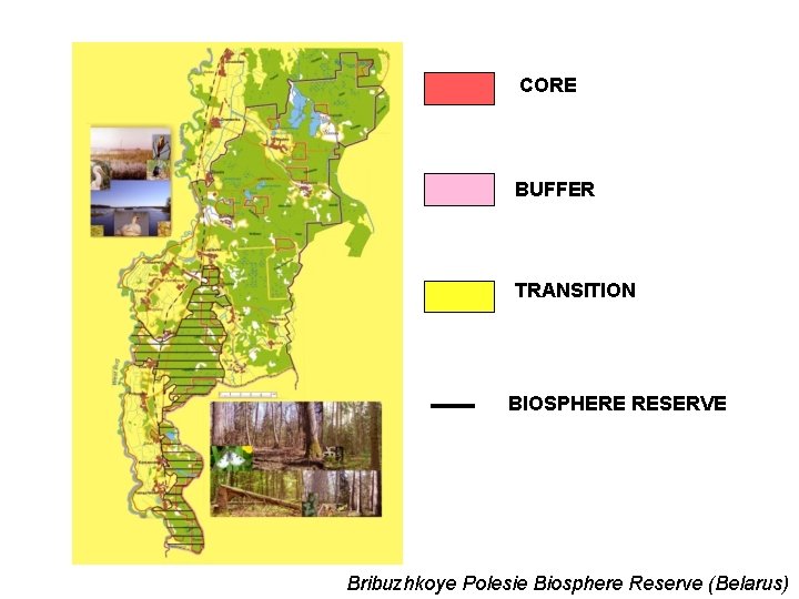 CORE BUFFER TRANSITION BIOSPHERE RESERVE Bribuzhkoye Polesie Biosphere Reserve (Belarus) 