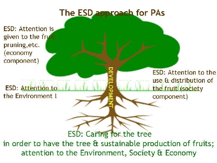 TO DEVELOPEMNT ΕSD Attention is given to the fruit: pruning, etc. (ECONOMY) ΕSD Attention